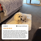 IcyNap™ — Tu perro fresco al instante, sin gel, sin electricidad.