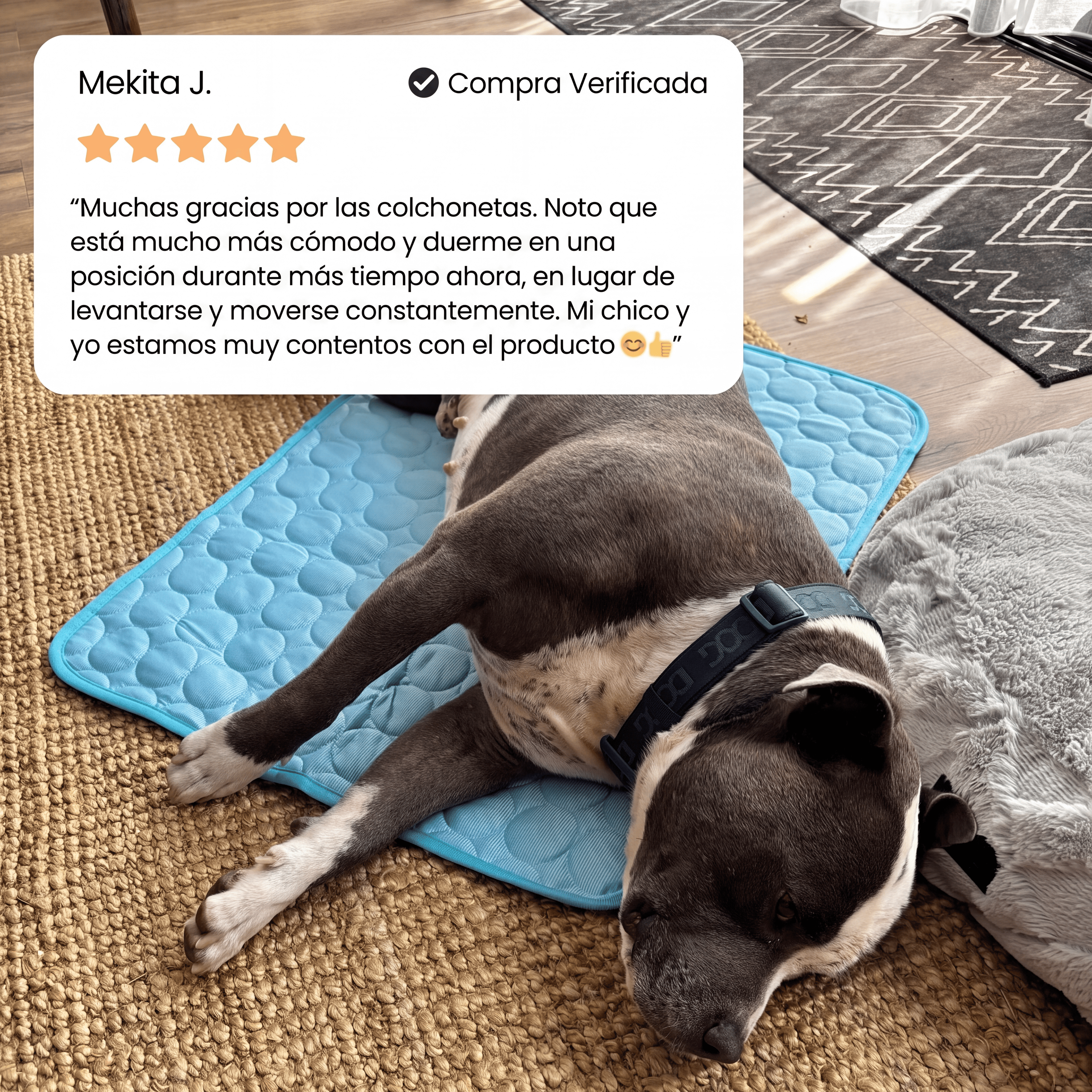 IcyNap™ — Tu perro fresco al instante, sin gel, sin electricidad.